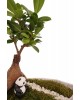 Kayık Saksıda Ficus Ginseng Bonsai